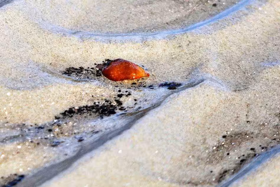 Der Kleine Vogelsand Ist Bekannt Für Seine Bernsteine, Die Bei Ebbe Freigelegt Werden Und Von Besuchern Gesammelt Werden Können.