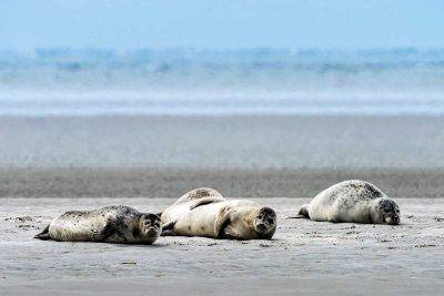 Seals At Your 2nd Favorite Activity: Relaxing (the 1st Is Eating).