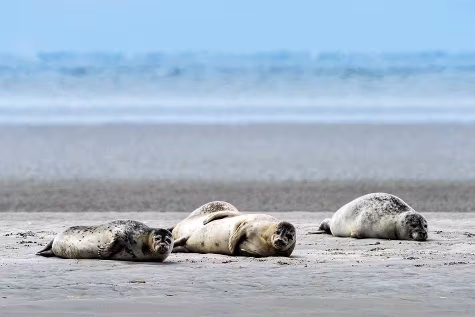 Seals At Your 2nd Favorite Activity: Relaxing (the 1st Is Eating).