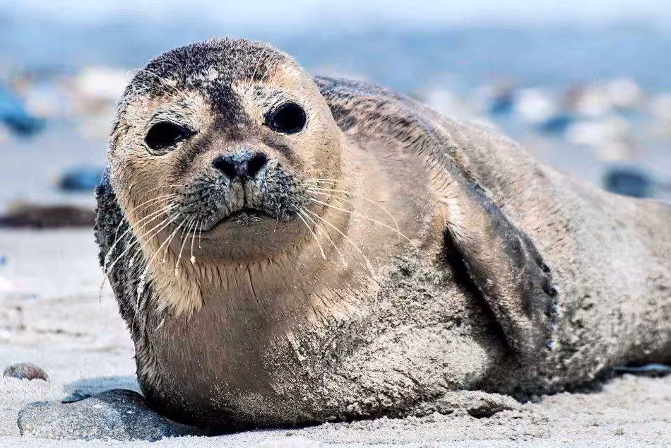 Ein Seehundbaby Entspannt Auf Einer Sandbank.