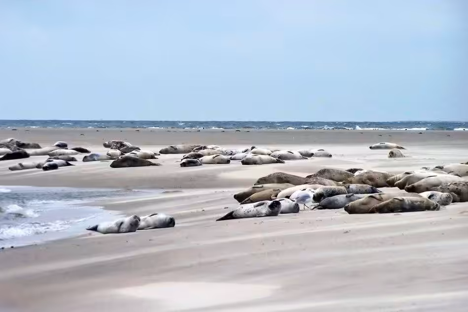Die Putzigen Seehunde Lassen Sich Während Ihrer Pause Auf Den Sandbänken Vor Neuwerk Aus Der Nähe Bestaunen.