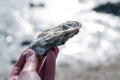 A Close-up Of A Freshly Collected Oyster, Held Gently In The Hand, Shows The Natural Beauty And Uniqueness Of This Seafood Treasure.