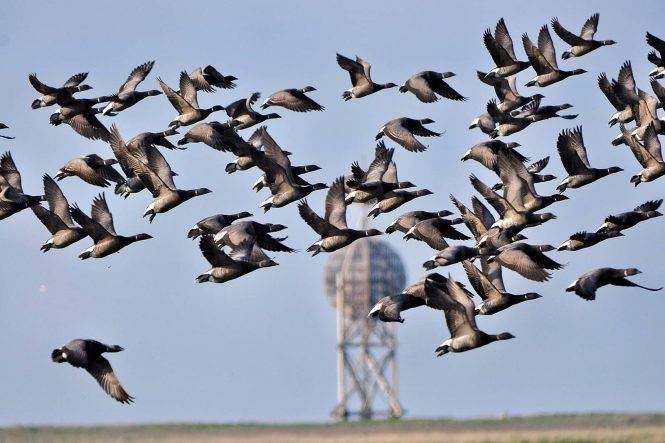 Ein Schwarm Ringelgänse Im Anflug Auf Die Salzwiesen Im östlichen Neuwerker Vorland. Im Hintergrund Ist Die Ostbake Erkennbar, Eines Der ältesten Seezeichen Auf Neuwerk.