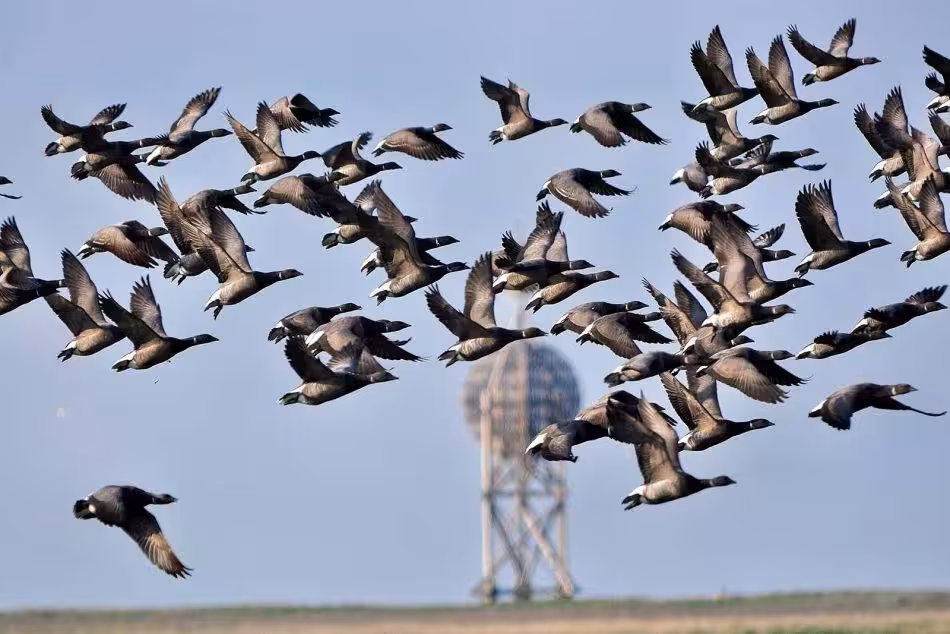 A Black Brent Geese In The Approach To The
