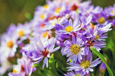 The Close-up Presents A Blooming Beach Aster (Tripolium Pannonicum). A Purple Flower From The Daisy Family (Asteraceae). The Beach Aster Is The Only Species Of Aster Native To Germany And Is An Endangered Wildflower.
