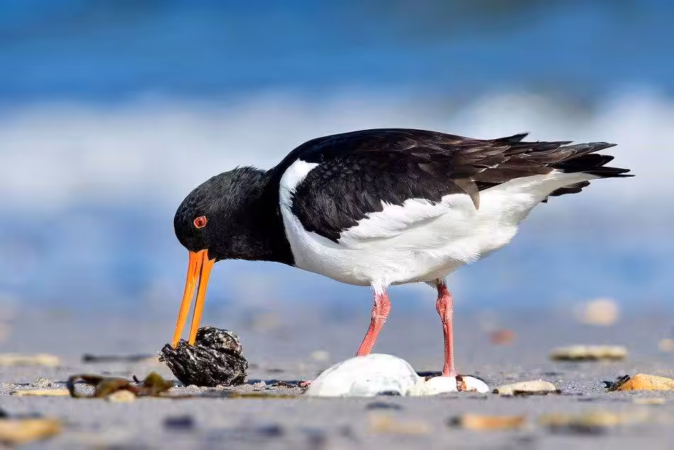 An Oystercatcher Searches For Food In The Mudflats.