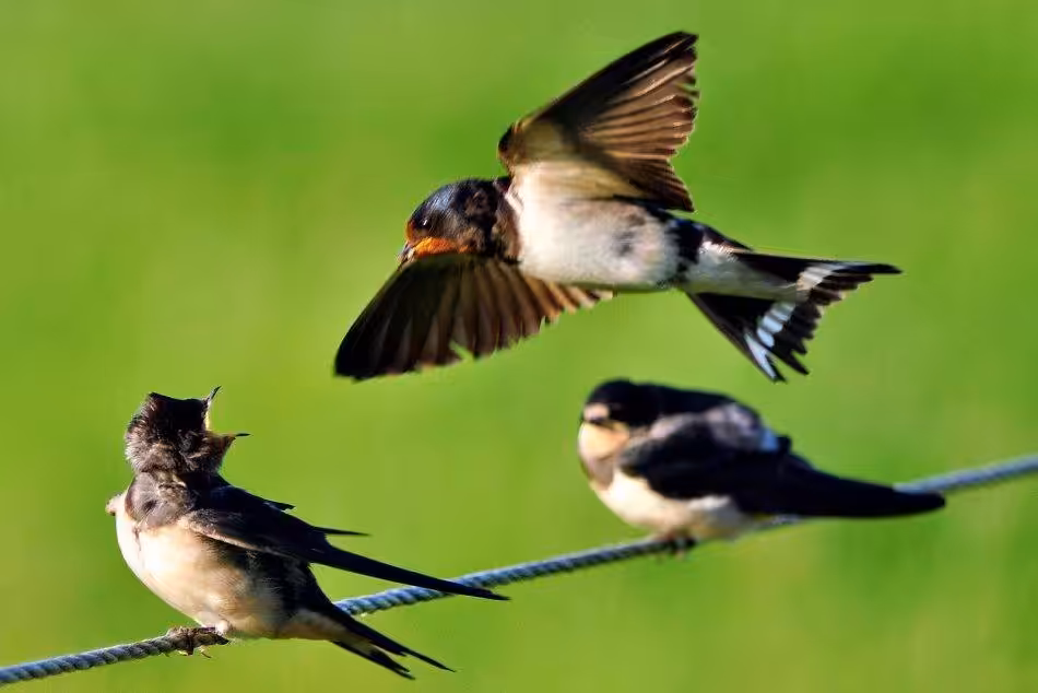 Ein Rauchschwalbenjungen Reißt Den Schaäbel Auf, Um Von Einem Elternteil Gefüttert Zu Werden.