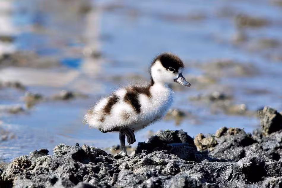 Ein Einzelnes, Flauschiges Brandentenküken Steht Im Schlick.