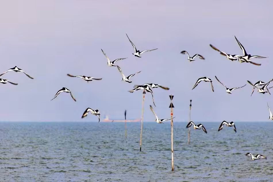 Ein Schwarm Austernfischer Fliegt über Das Meer, Im Hintergrund Sieht Man Ein Containerschiff.