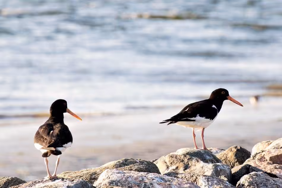 Zwei Austernfischer Stehen Auf Felsen Vor Dem Meer, Ihre Langen, Orangefarbenen Schnäbel Sind Gut Erkennbar.