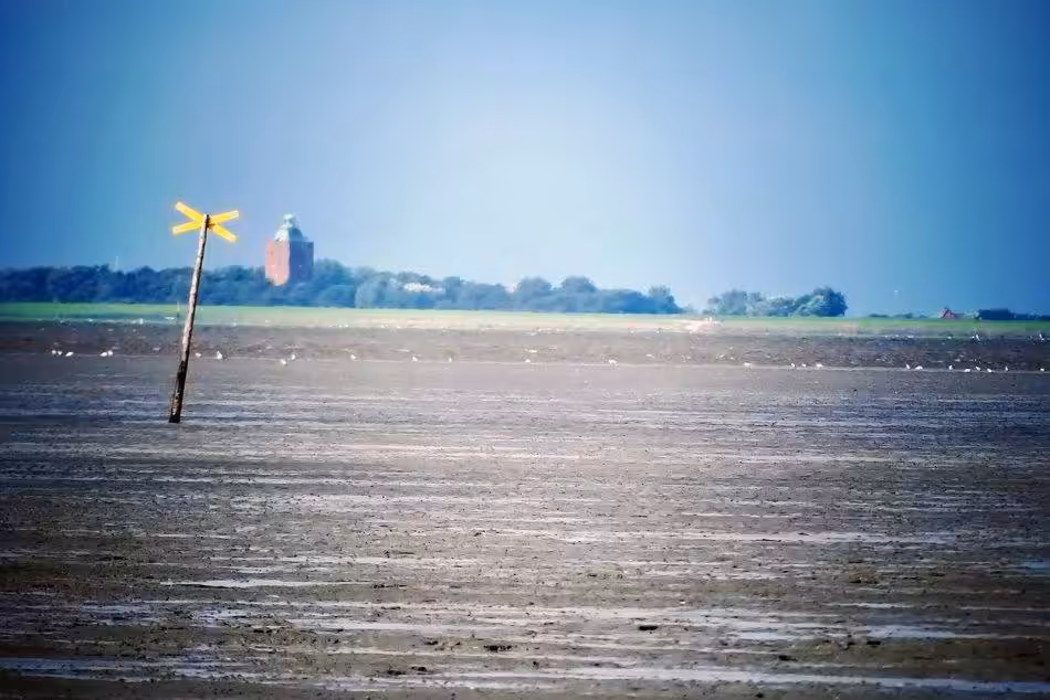 Resting Birds: During The Mudflat Hike, Hikers Can Observe Resting Birds That Find Shelter And Food In The Mudflats.