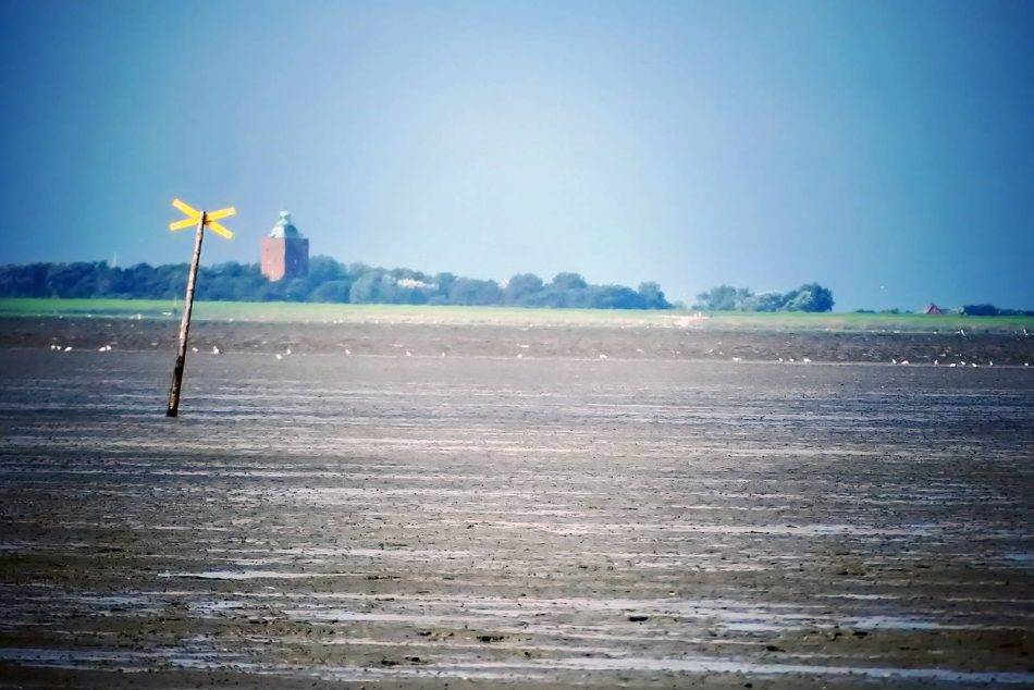 Resting Birds: During The Mudflat Hike, Hikers Can Observe Resting Birds That Find Shelter And Food In The Mudflats.