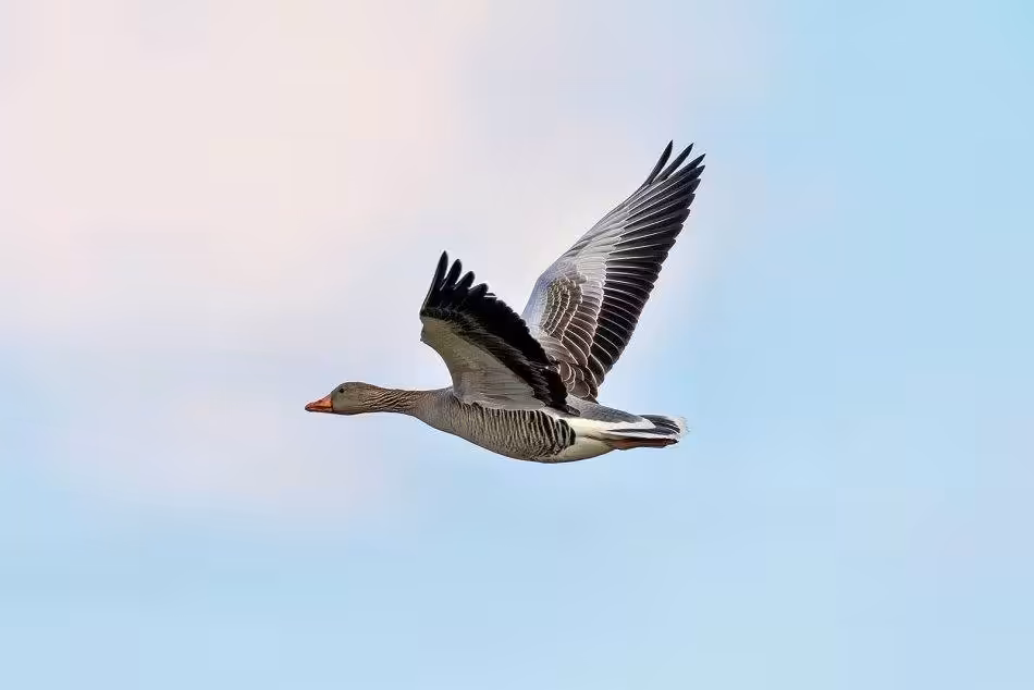 An Impressive Close-up Of A Single Gray Goose Spreading Its Wings And Gliding Through The Air With Ease.