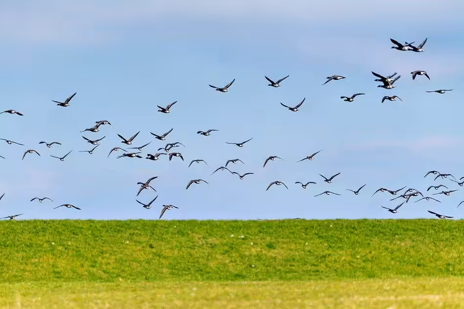 A Flock Of Geese Can Be Seen Flying Over A Grassy Dike That Protects Neuwerk Island From High Water.