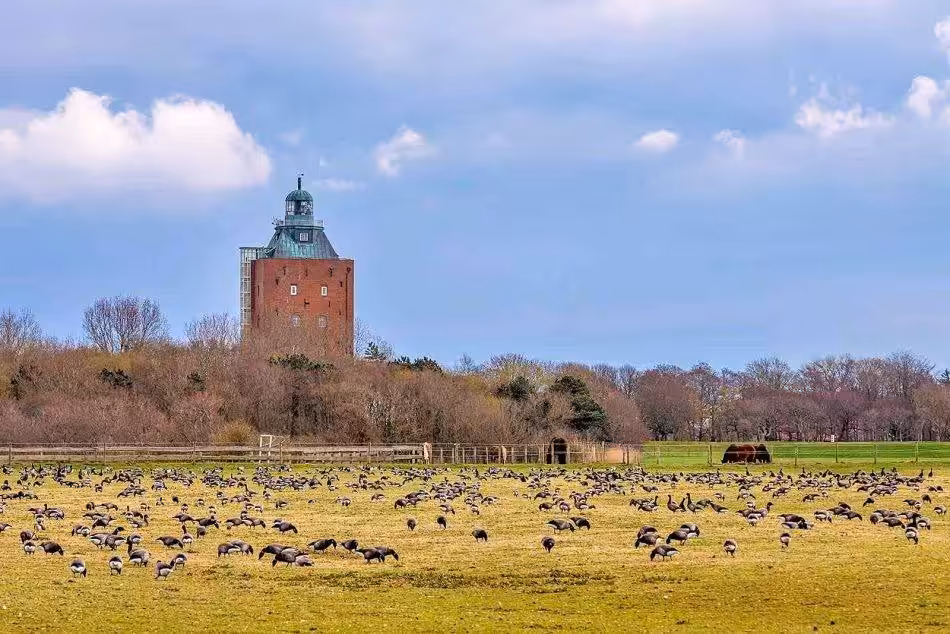 A Group Of Brent Geese Graze On A Green Meadow In Front Of The Imposing Neuwerk Lighthouse, Which Rises Majestically Into The Sky.
