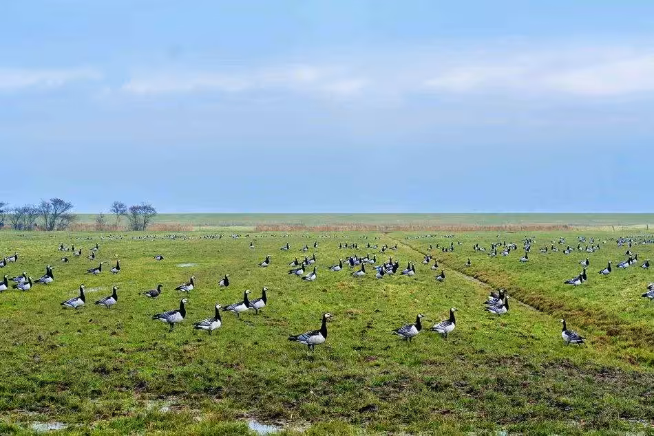A Cluster Of White-cheeked Geese Can Be Seen In A Spacious Pasture, Emphasizing The Harmonious Image Of A Peaceful And Undisturbed Natural Scenery.